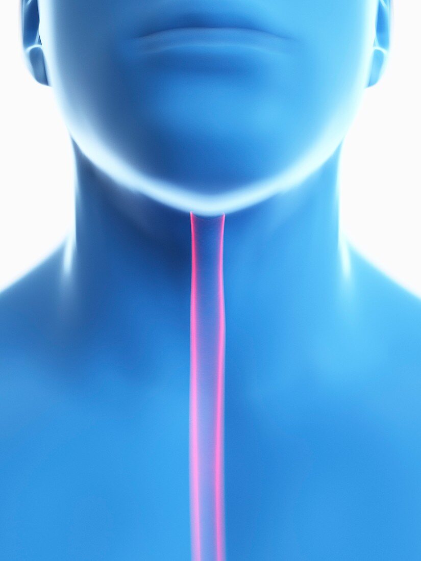 Illustration of a man's oesophagus