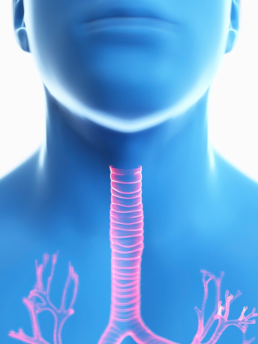 Illustration of a man's trachea