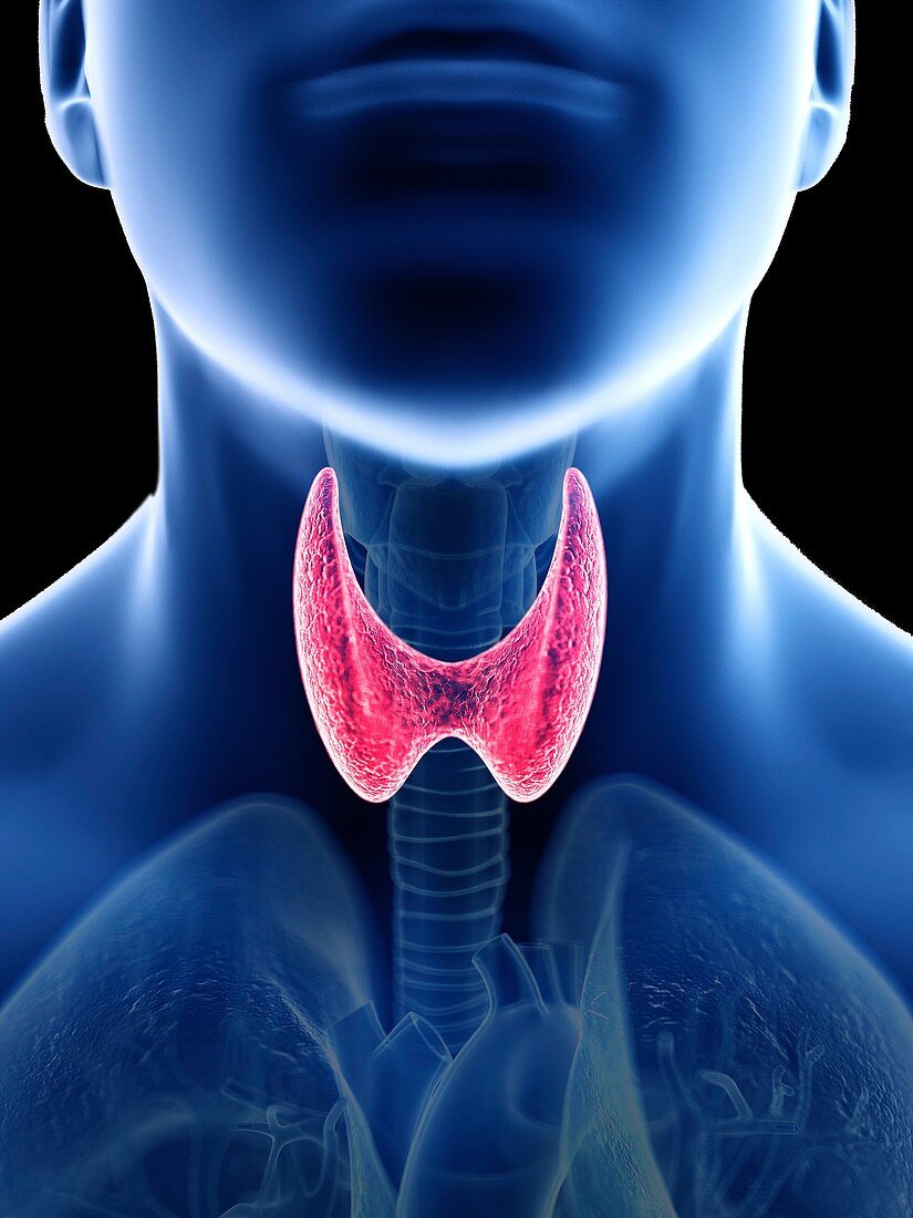 Illustration of a man's thyroid gland