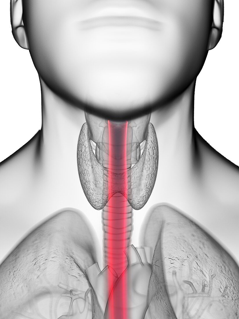 Illustration of a man's oesophagus