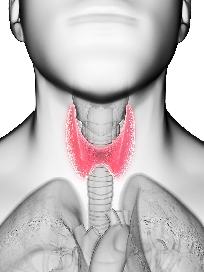 Illustration of a man's thyroid gland