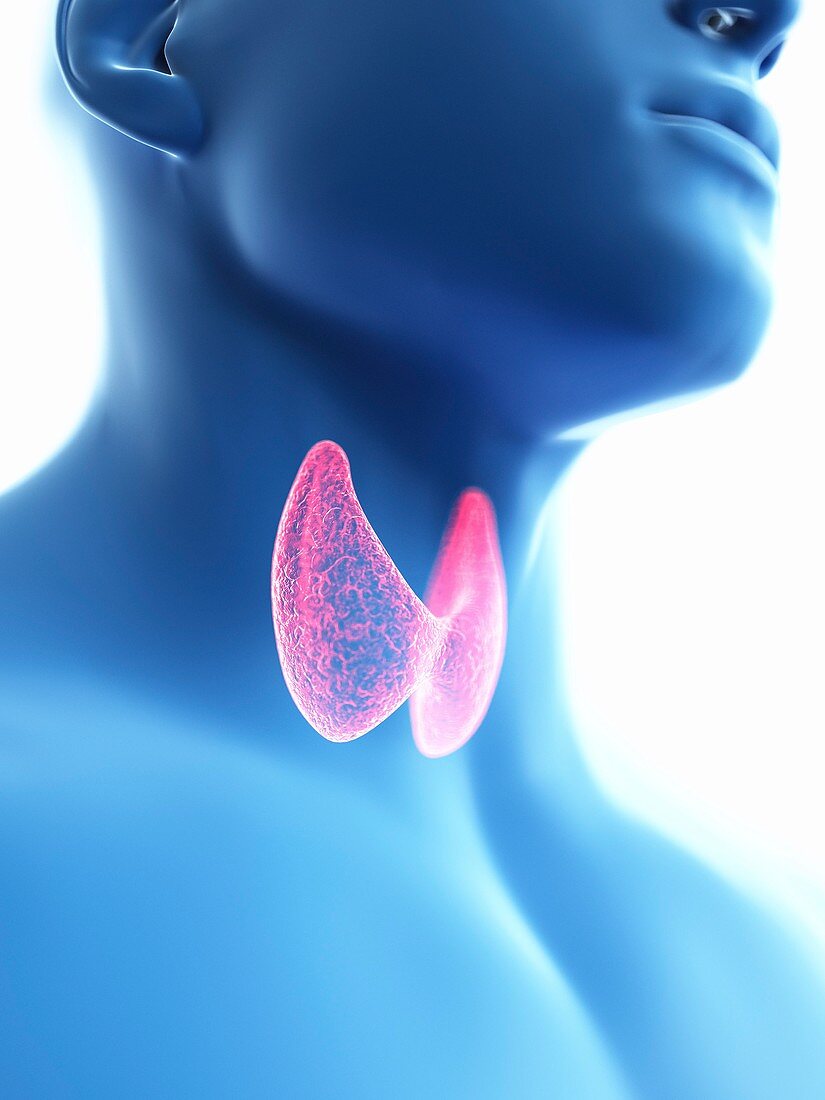 Illustration of a man's thyroid gland