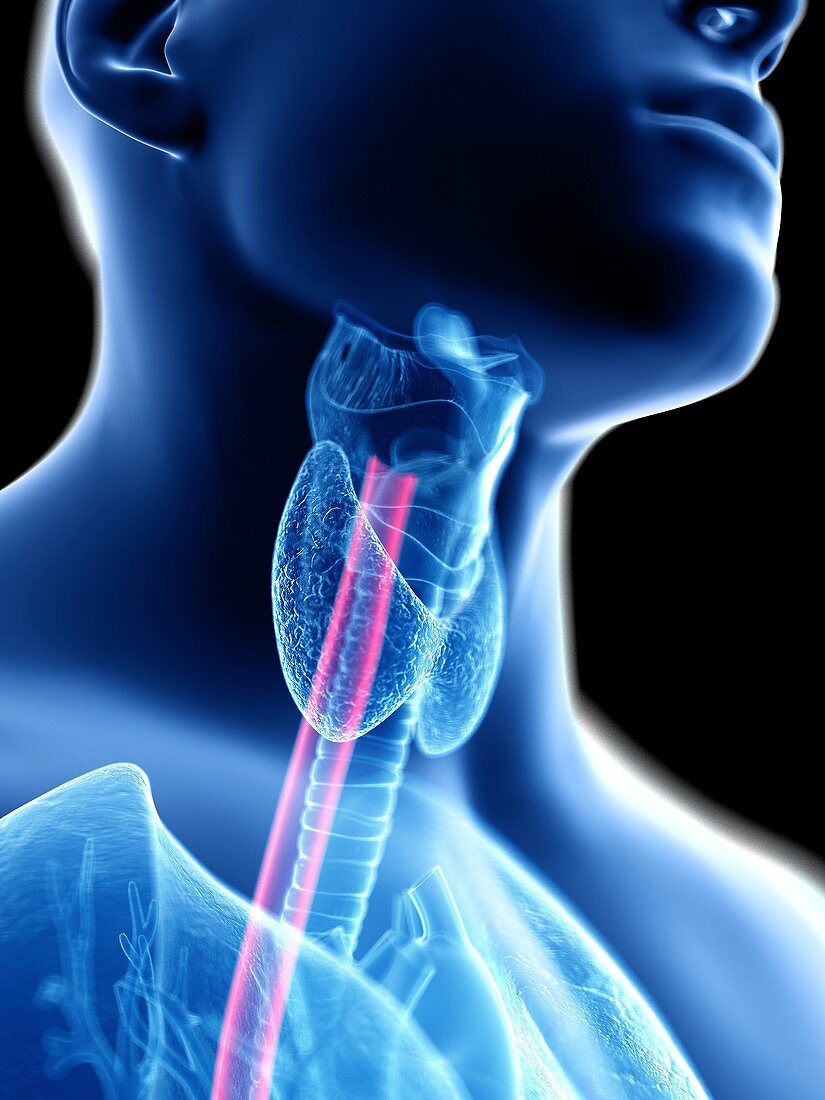 Illustration of a man's oesophagus