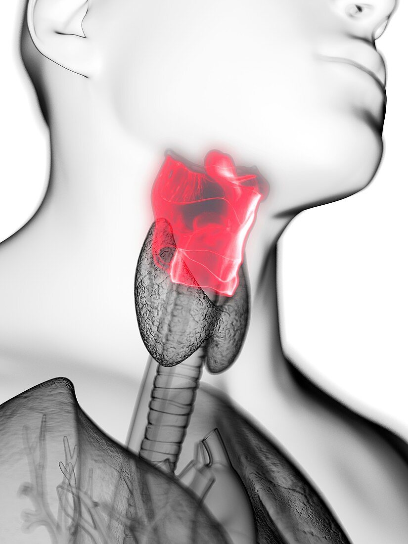 Illustration of a man's larynx