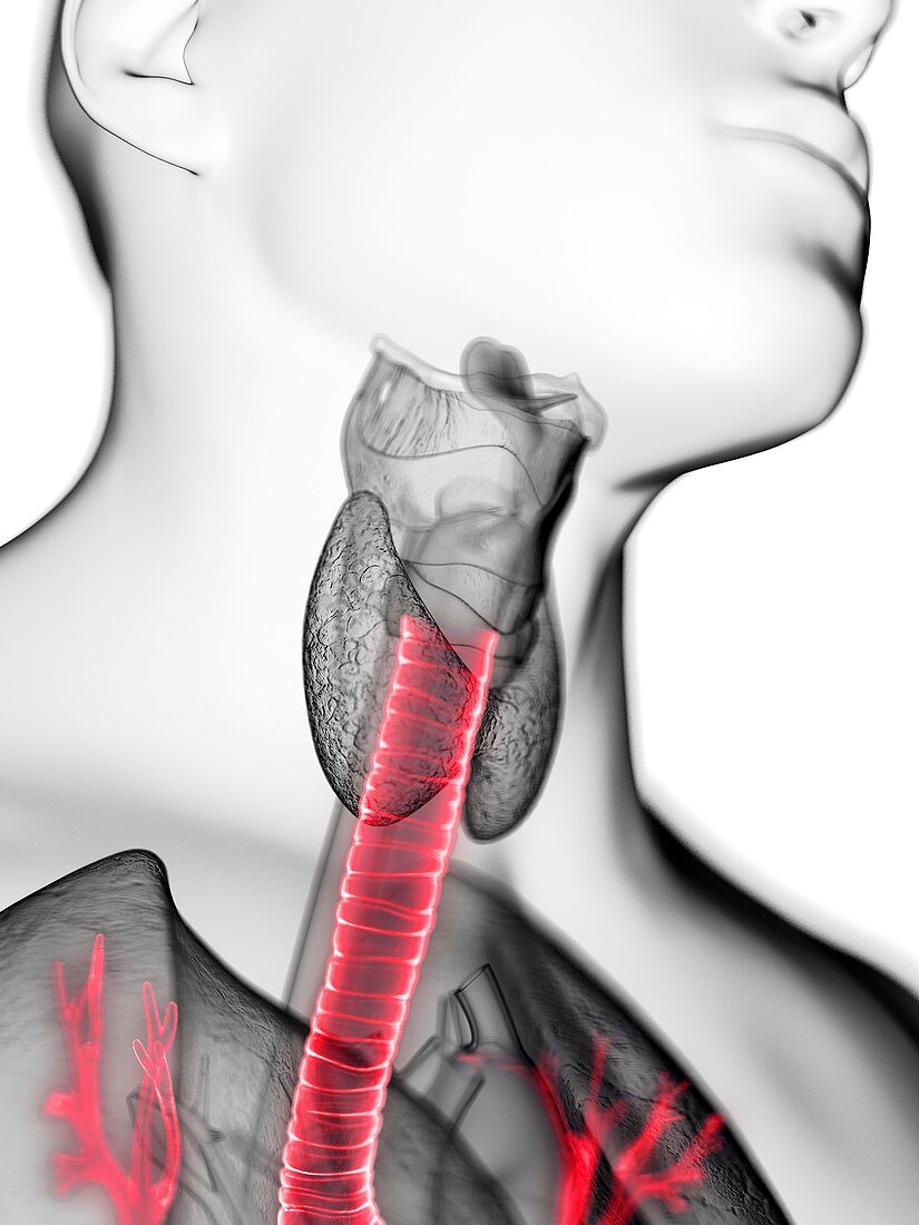 Illustration of a man's trachea