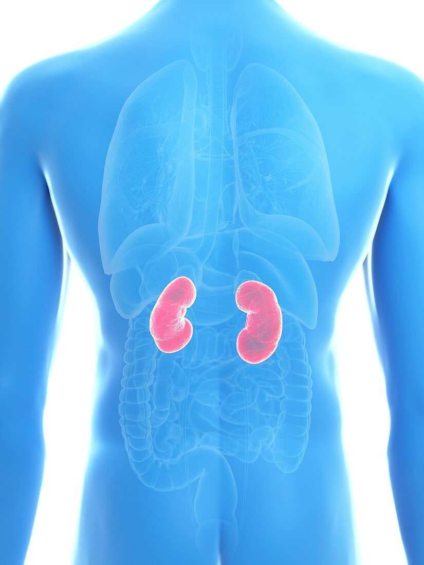 Illustration of a man's kidneys