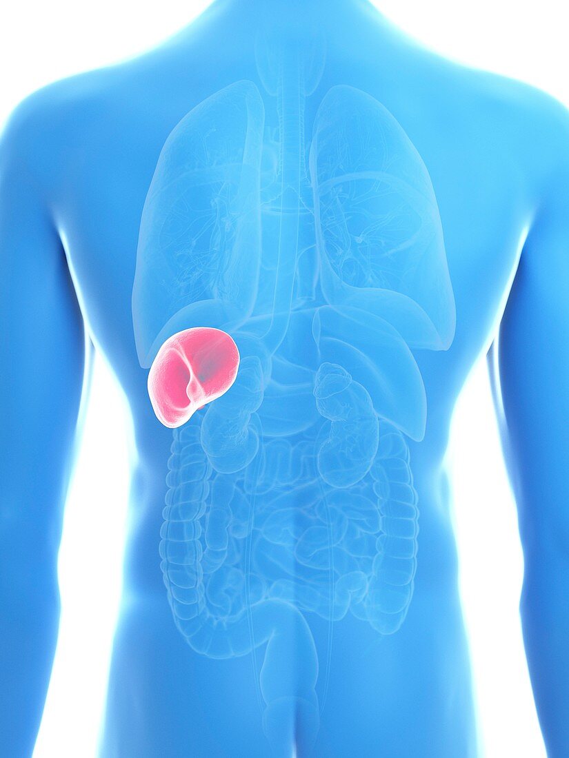 Illustration of a man's spleen