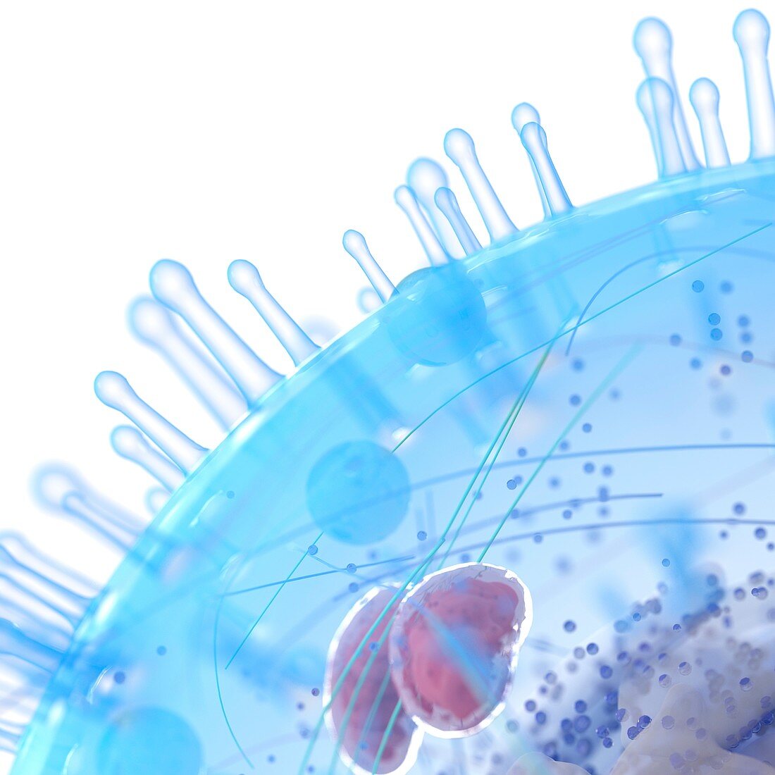 Illustration of a human cell