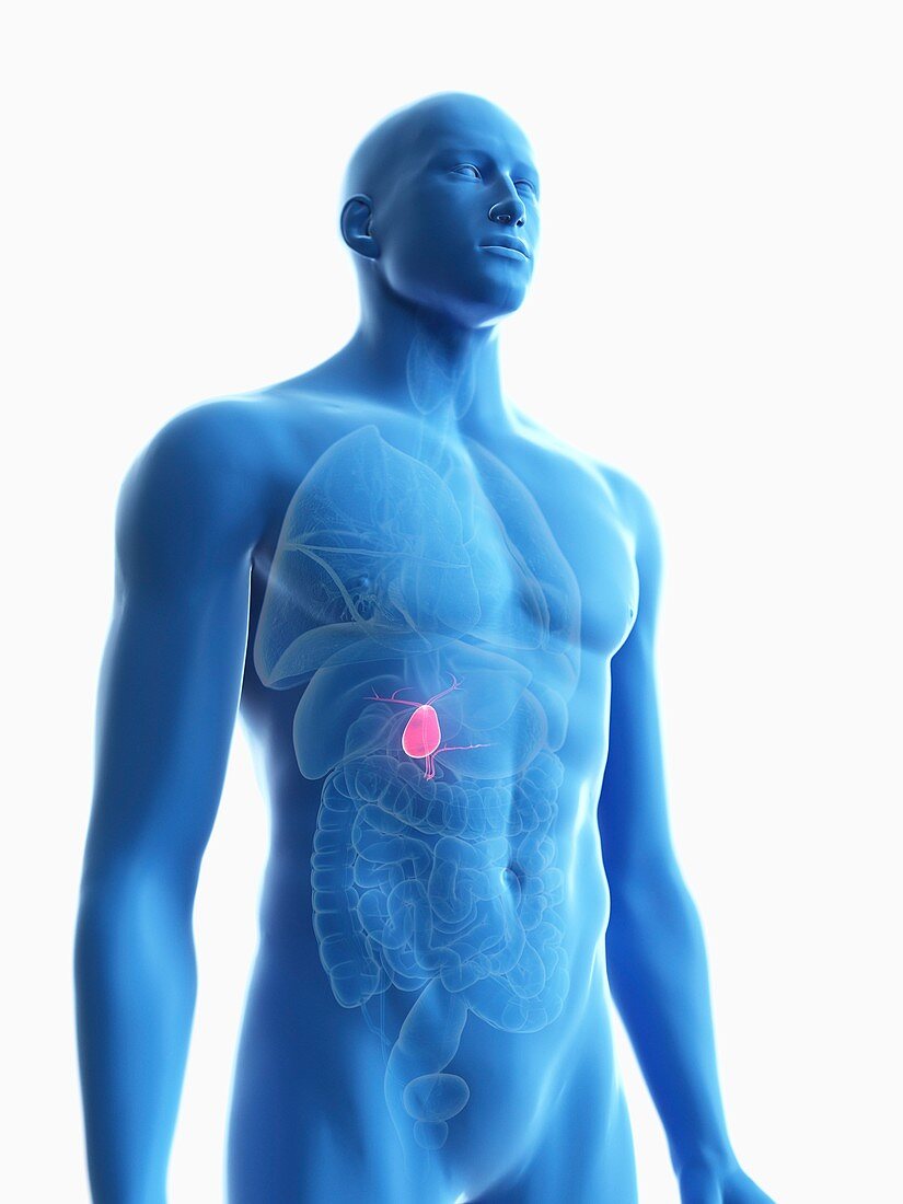 Illustration of a man's gallbladder