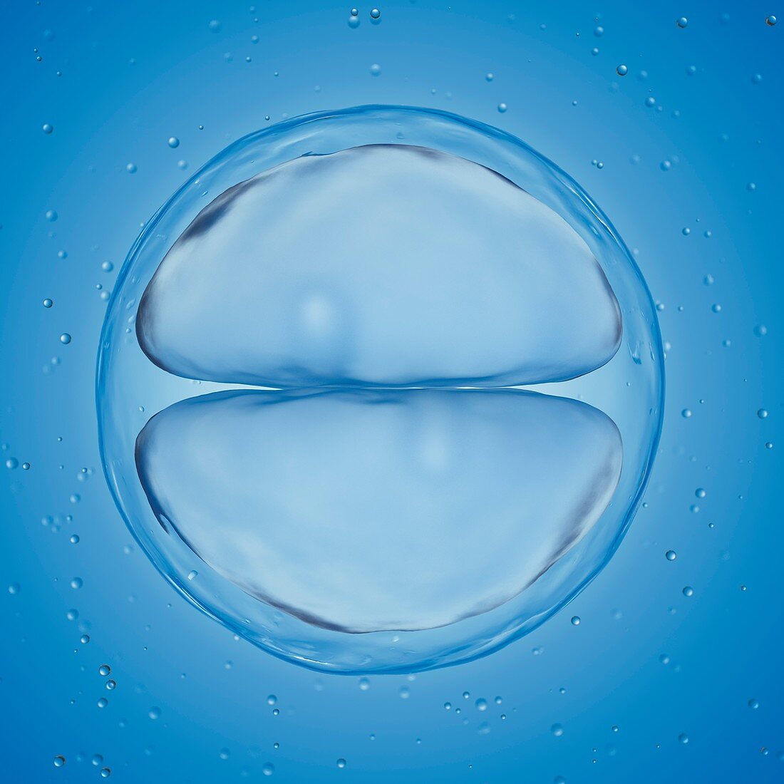 Illustration of a 2 cell stage egg