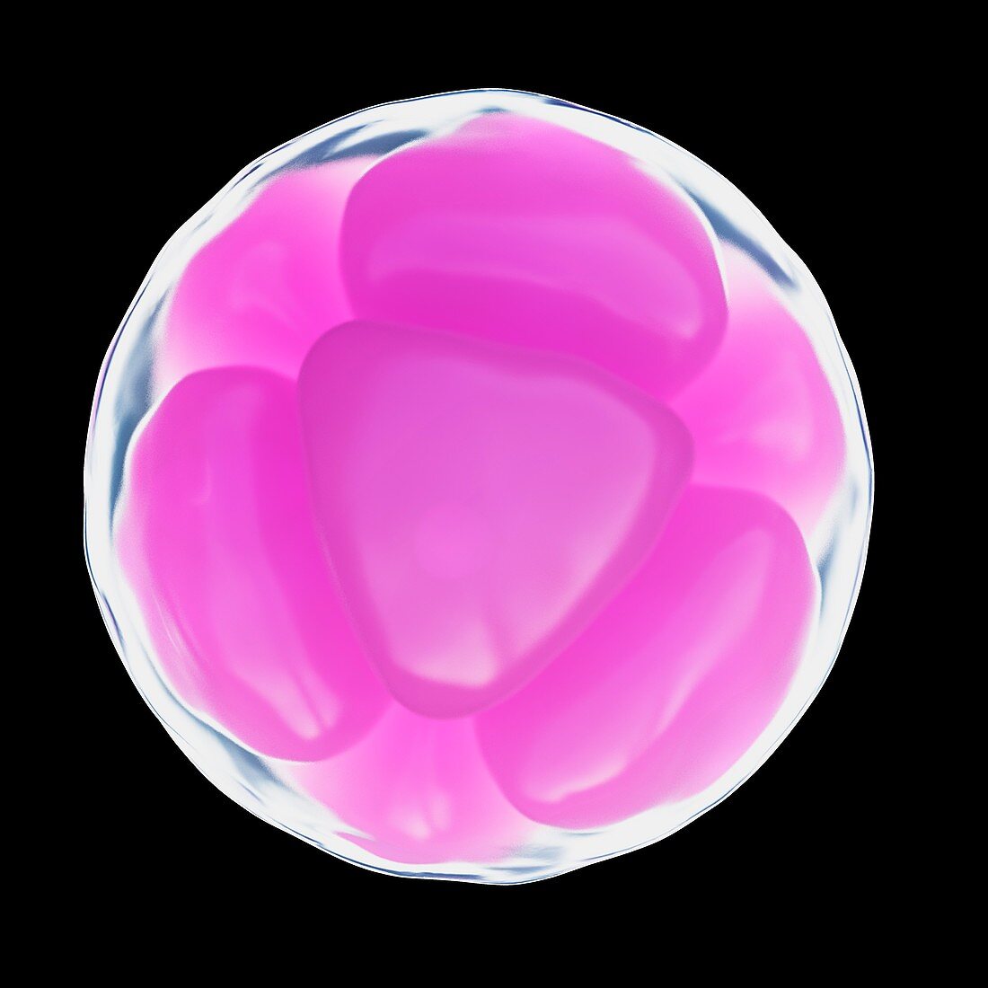 Illustration of a 8 cell egg