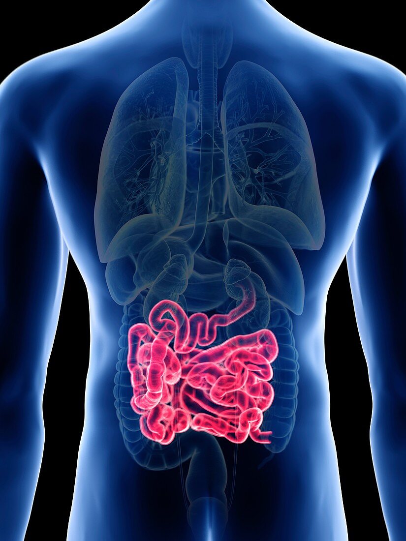 Illustration of a man's small intestine