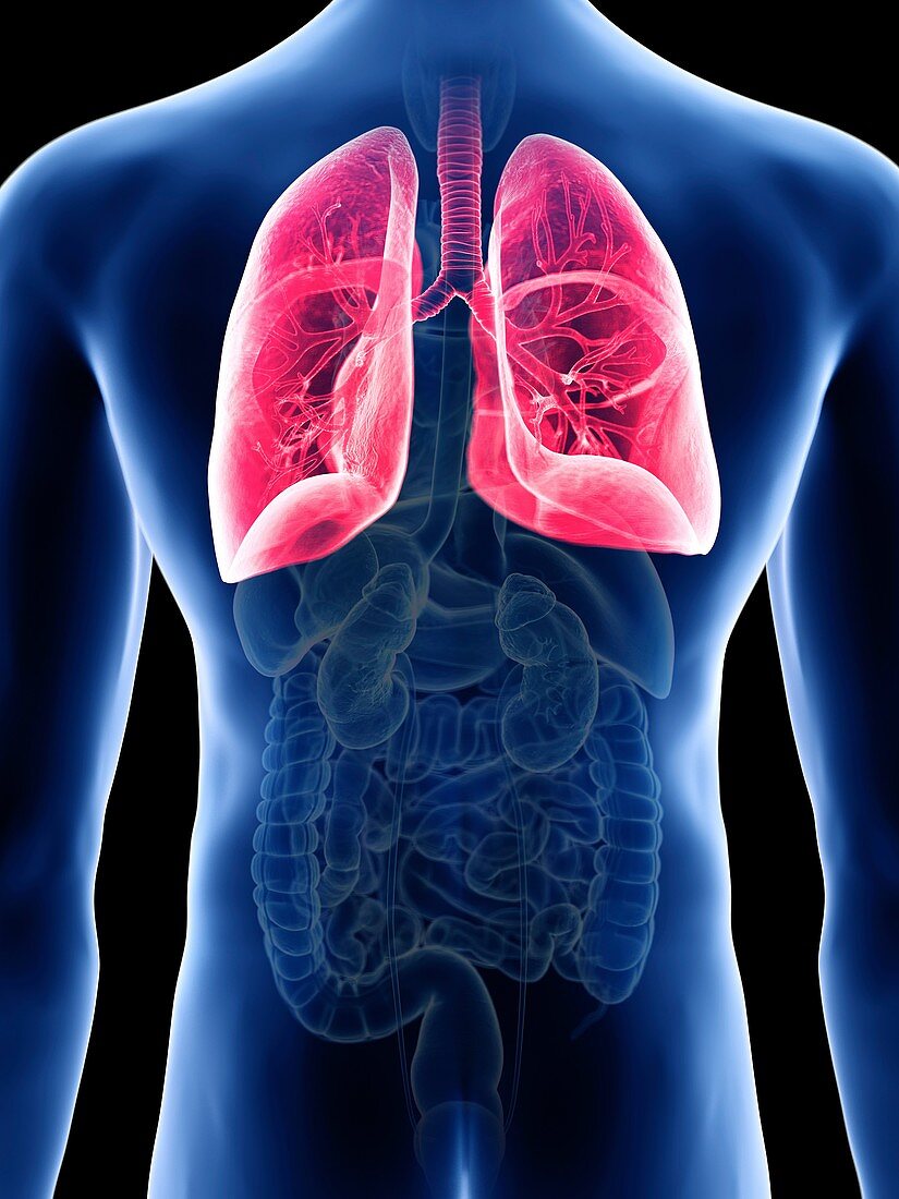 Illustration of a man's lung