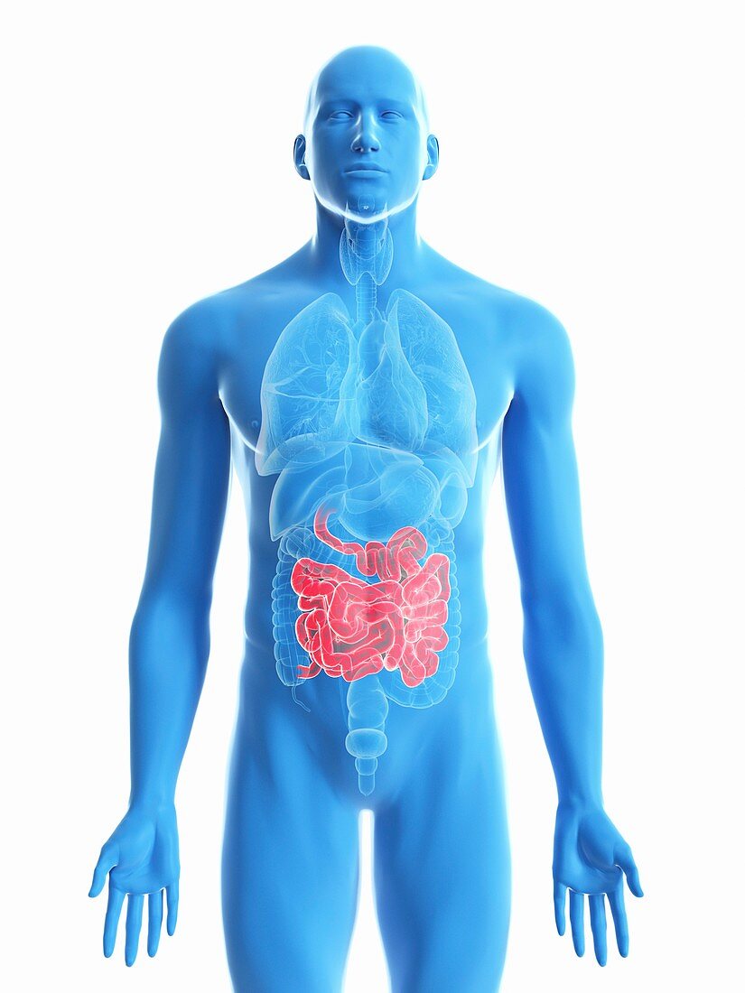 Illustration of a man's small intestine