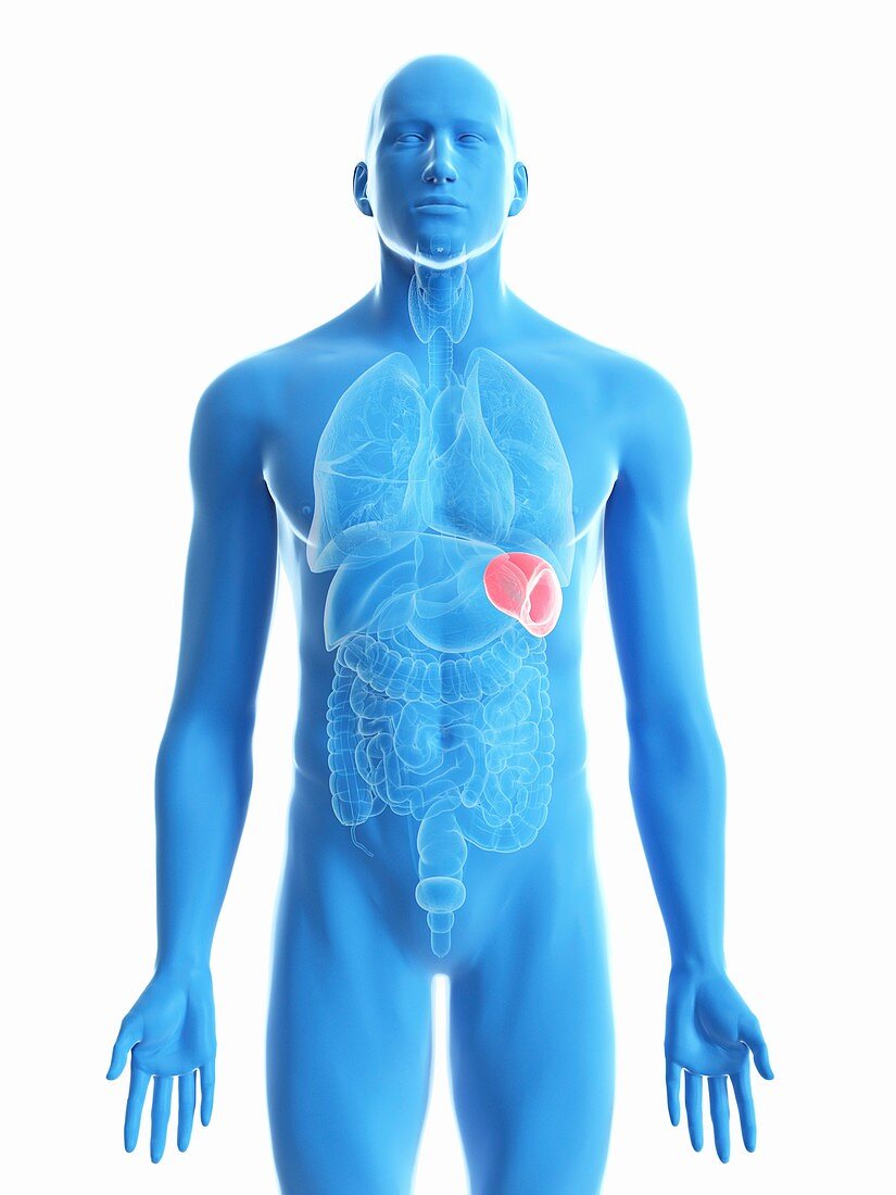 Illustration of a man's spleen