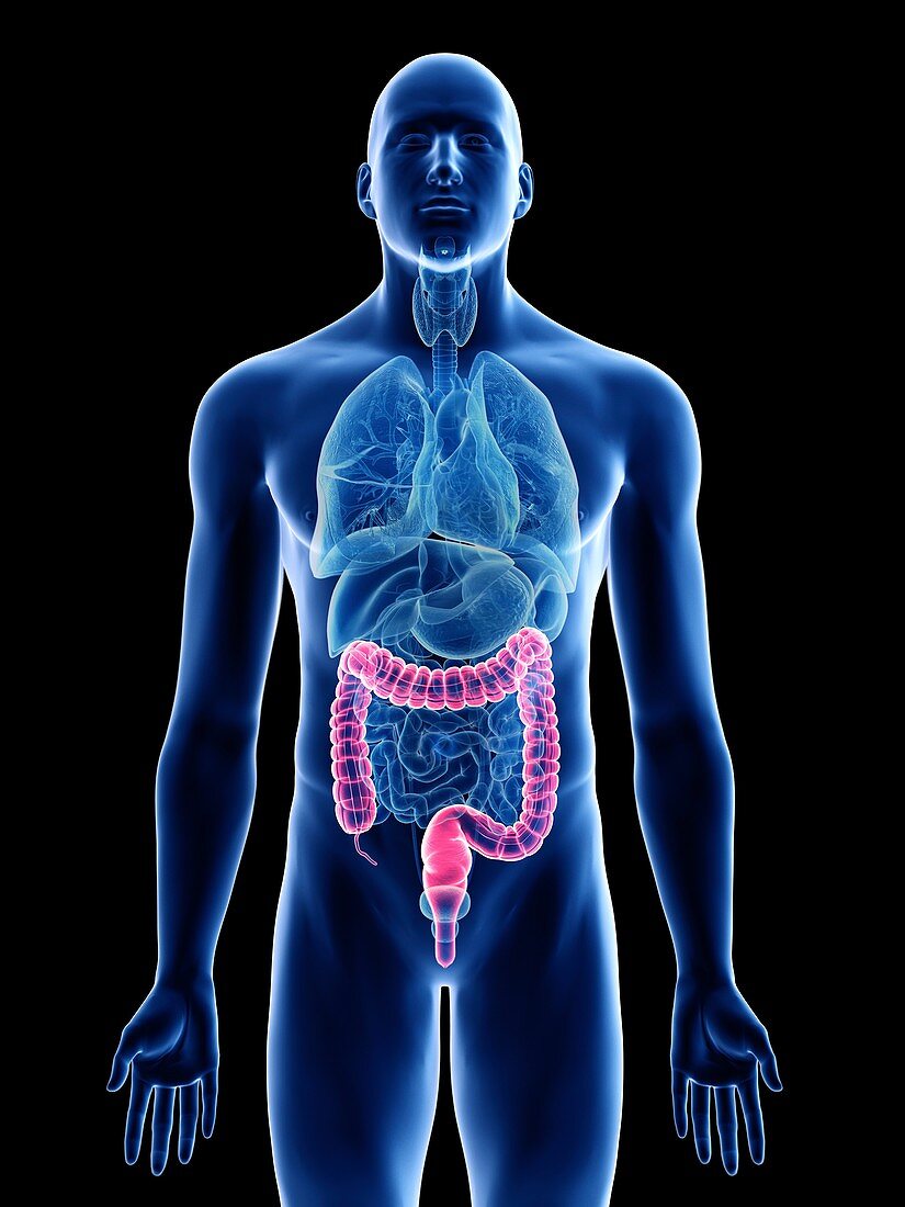 Illustration of a man's colon