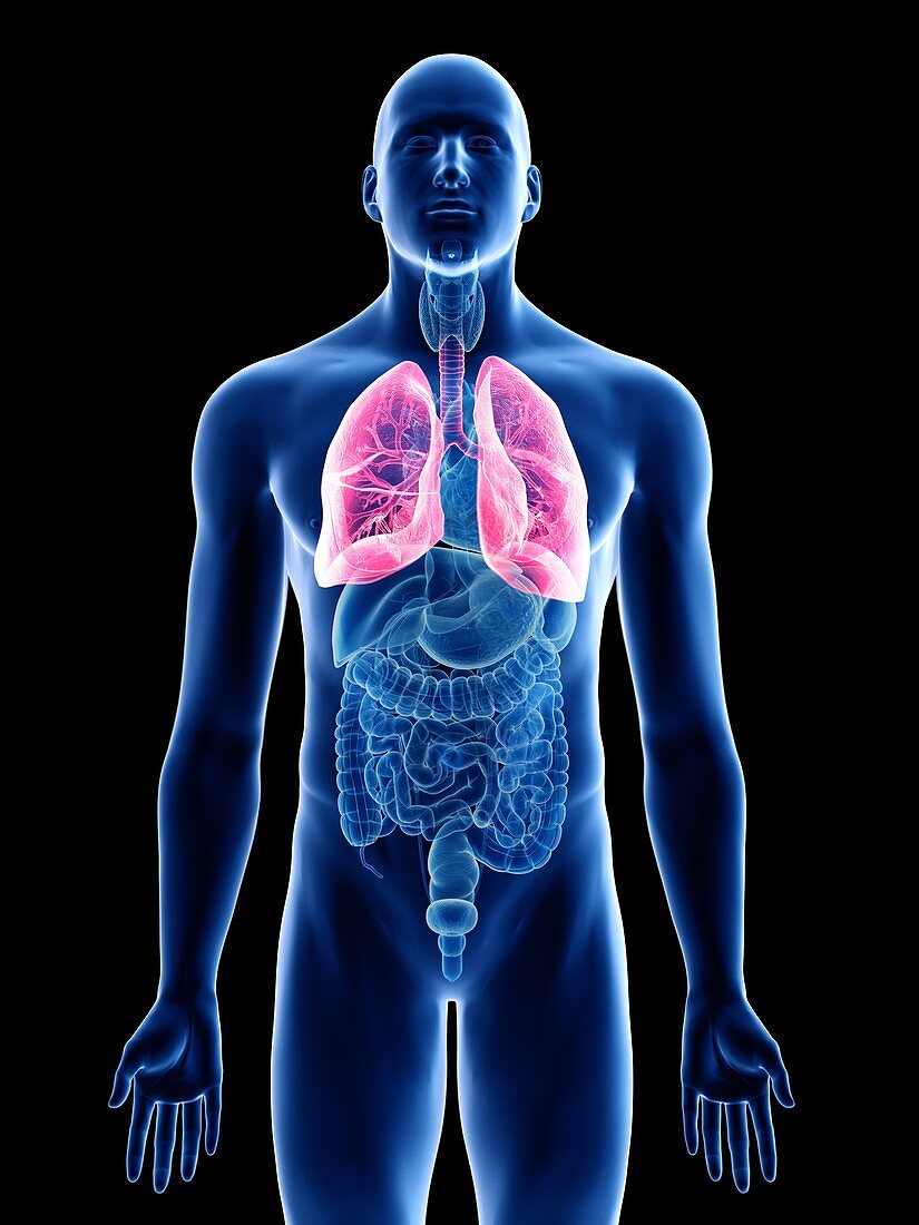 Illustration of a man's lung