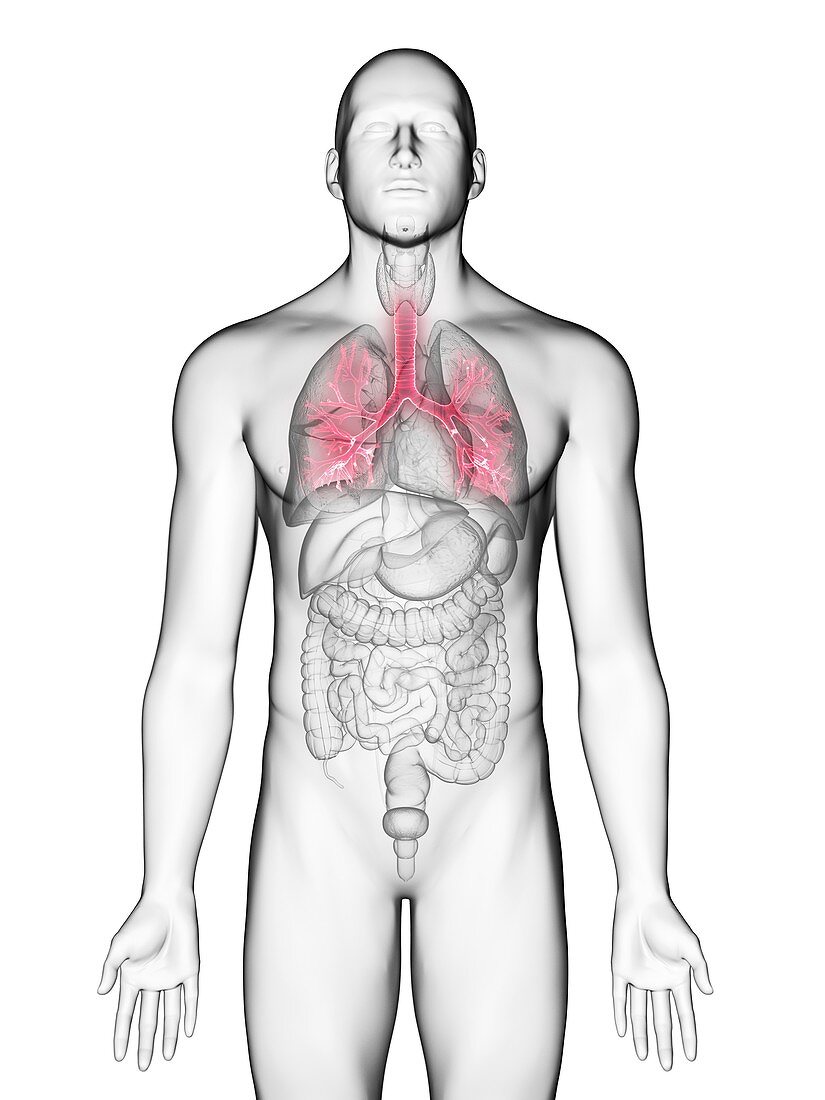 Illustration of a man's bronchi