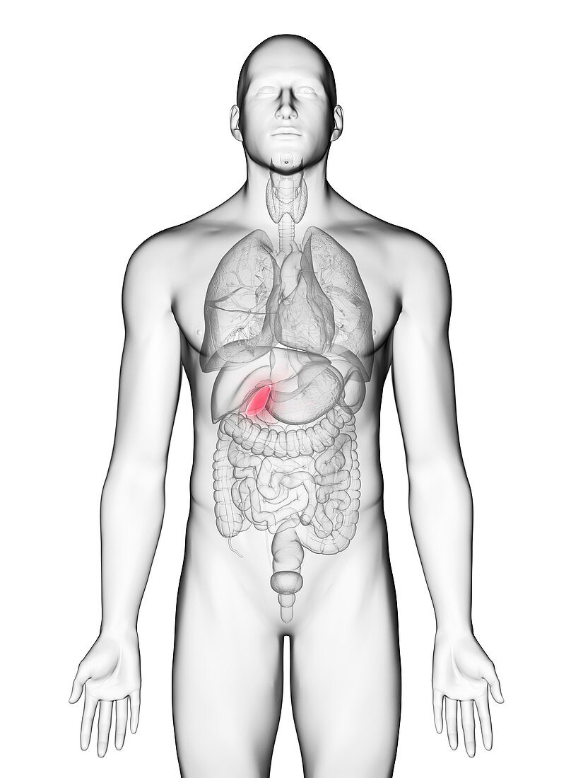 Illustration of a man's gallbladder