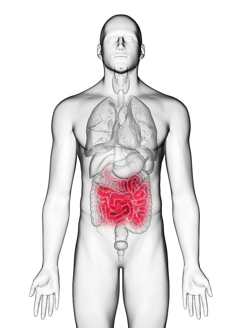 Illustration of a man's small intestine