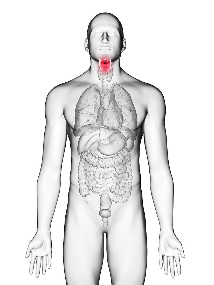 Illustration of a man's larynx