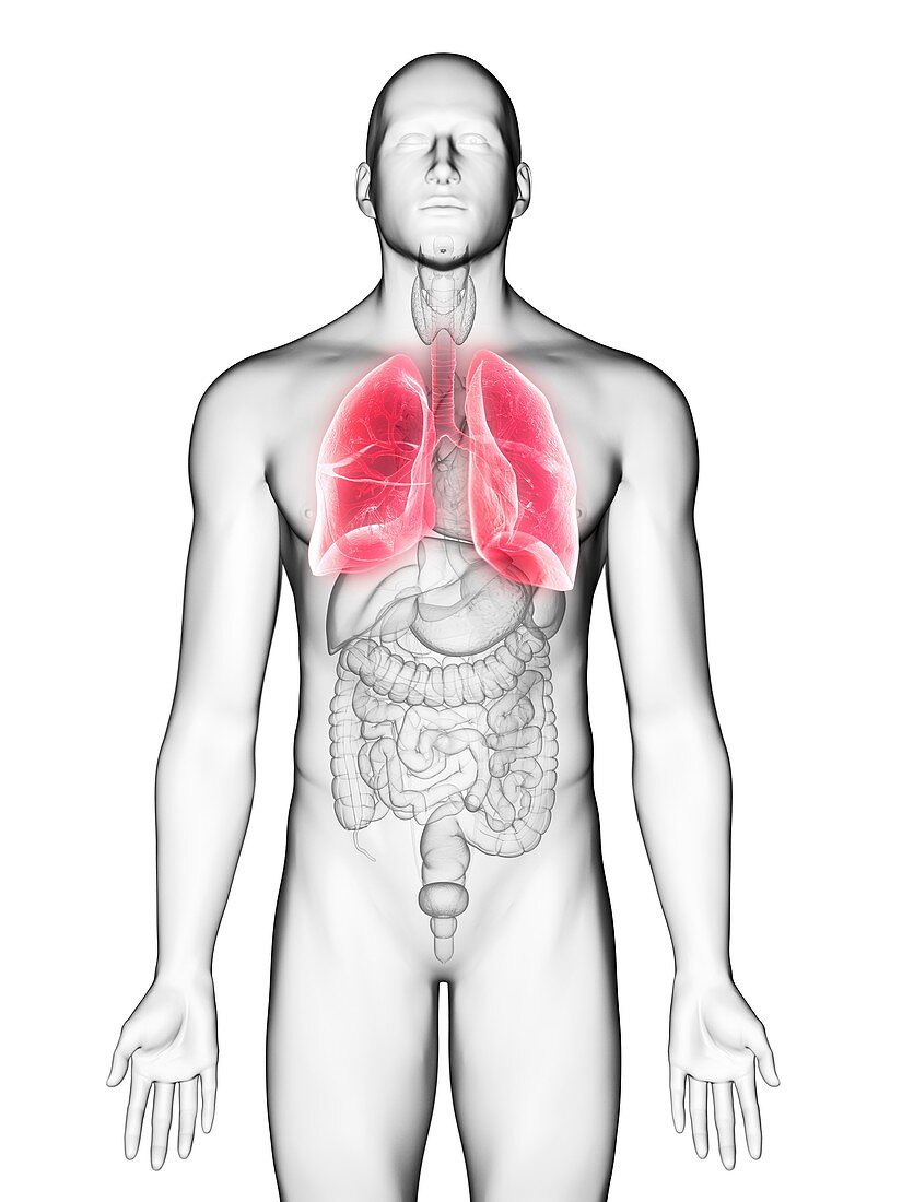 Illustration of a man's lung