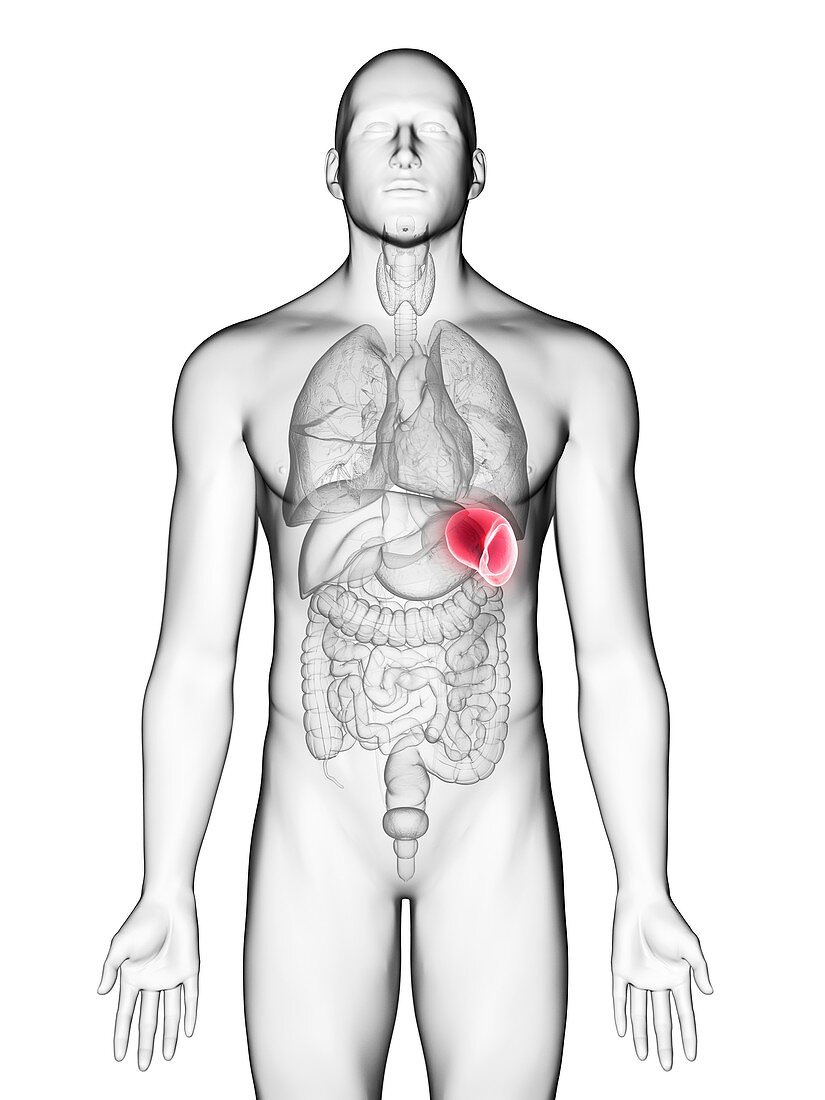 Illustration of a man's spleen