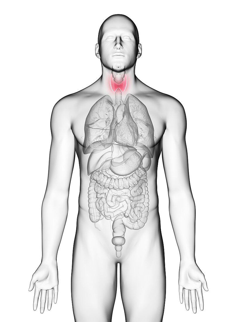 Illustration of a man's thyroid gland