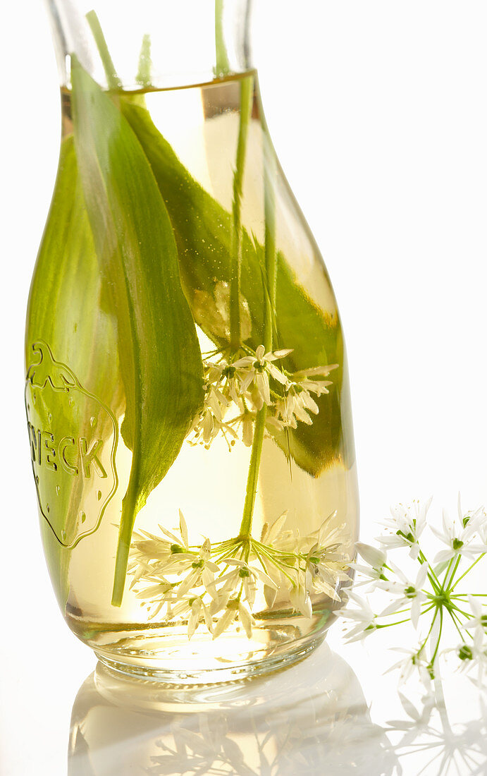 Homemade wild garlic vinegar with white balsamic vinegar, wild garlic leaves and flowers in a preserving bottle