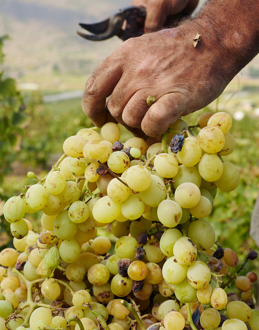 Male hands cutting the grapes during wine harvest