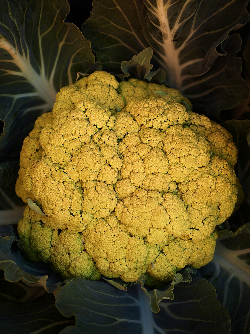 Yellow cauliflower