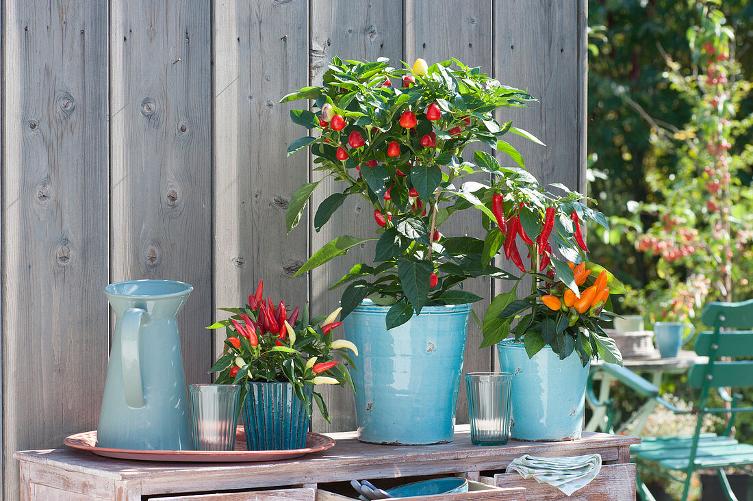 Chili in turquoise planters