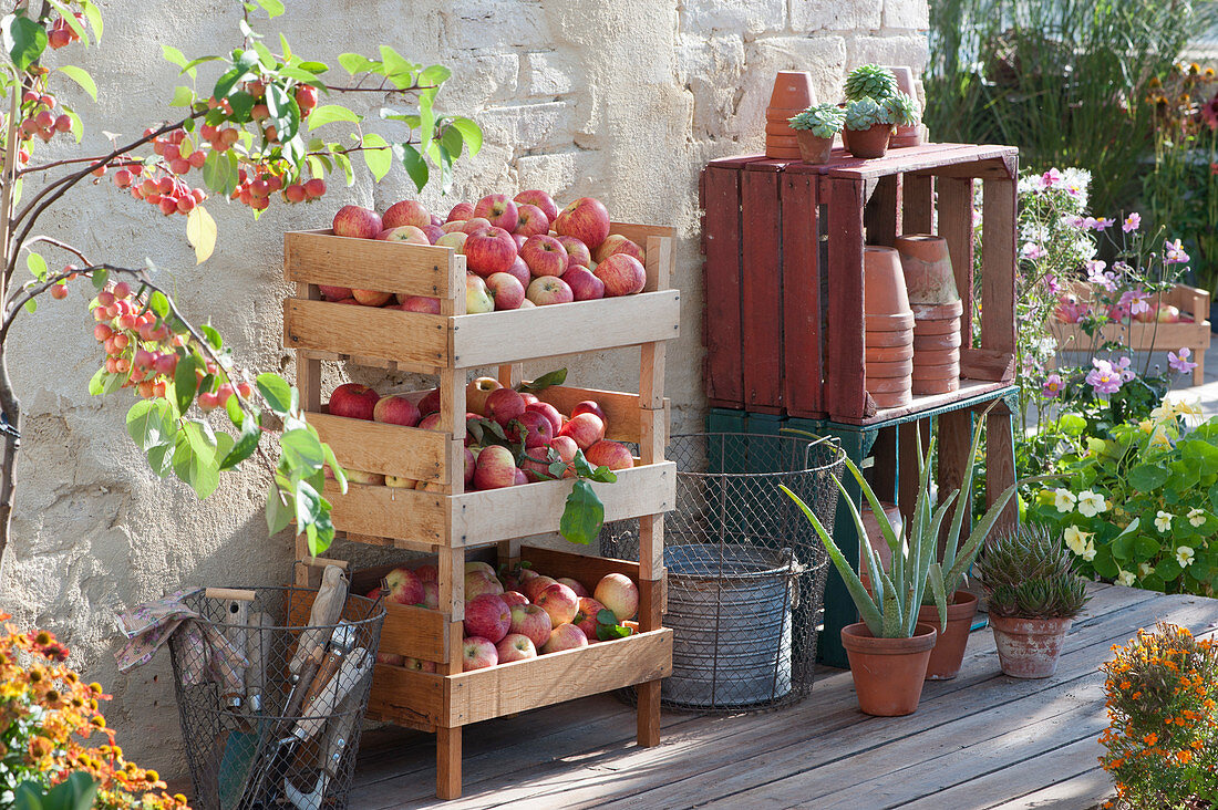 Frisch gepflückte Äpfel in Apfelhorde auf Terrasse