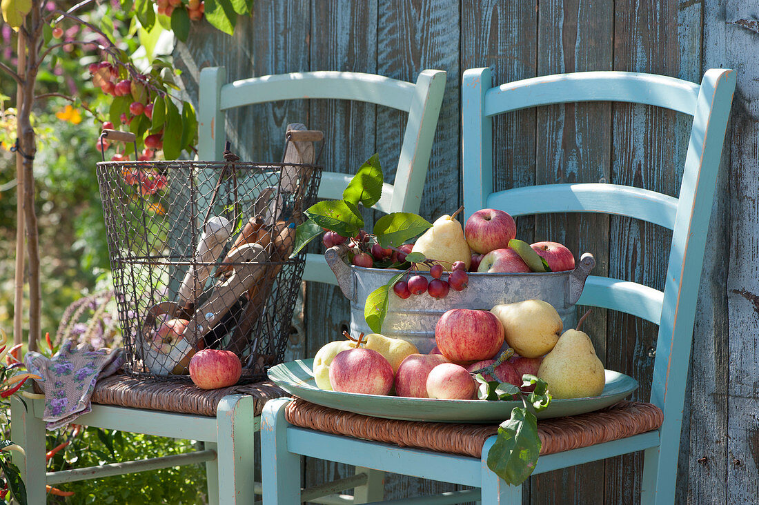 Bowl of freshly picked apples and pears on chair