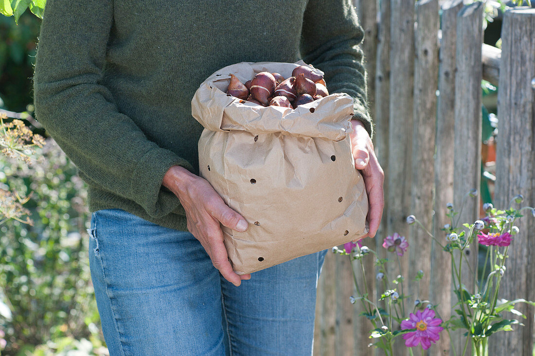 Woman brings paper bag with daffodils - bulbs to plant