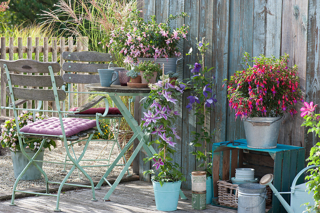 Country terrace with fuchsias 'Nelli' 'Improved Rosella' and clematis