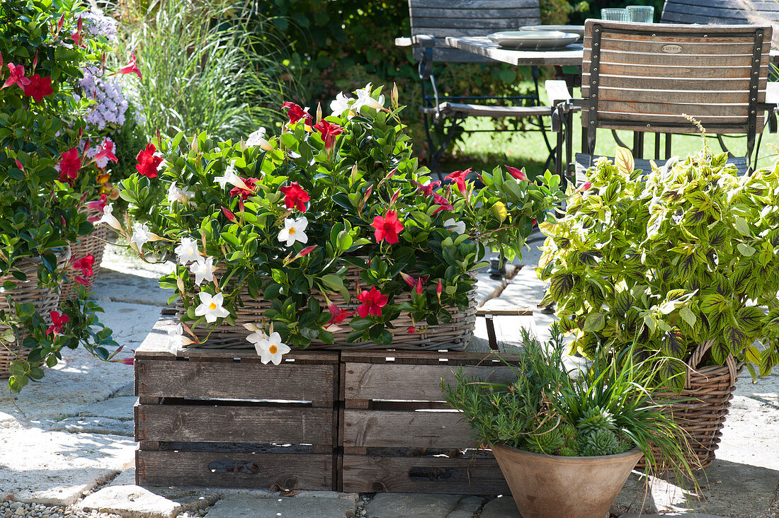 Dipladenia in a basket, coloured nettle and bowl of succulents