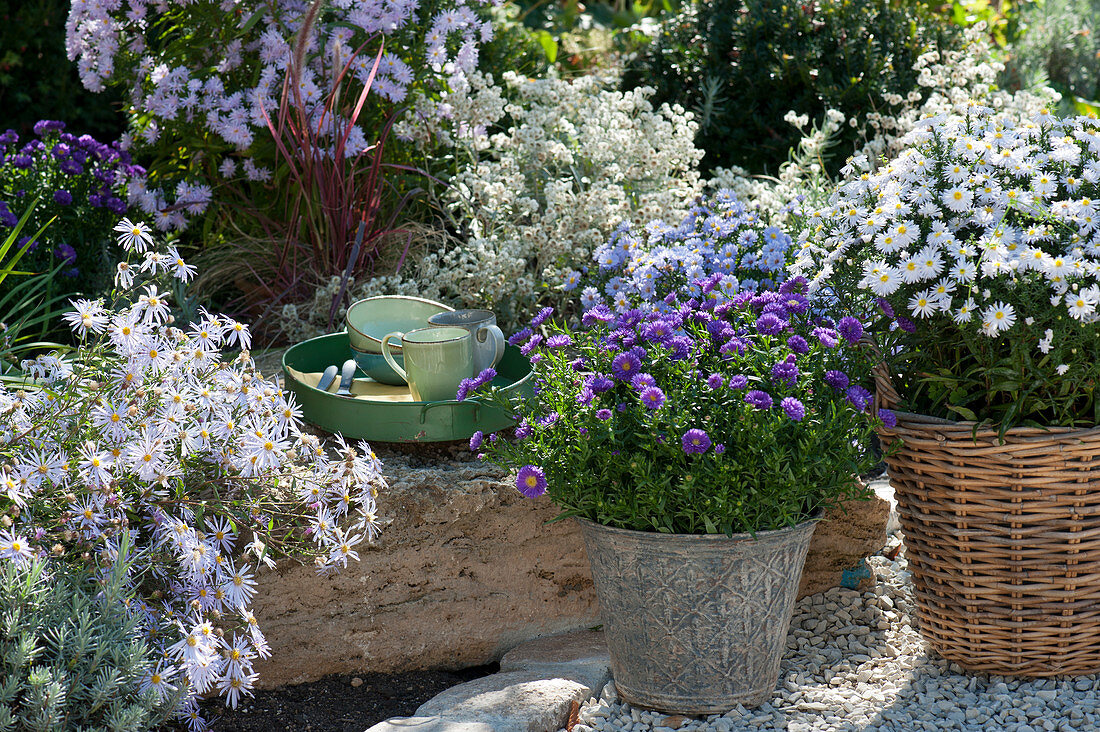 Pillow asters in pots next to aster bed, tray with crockery on boulder