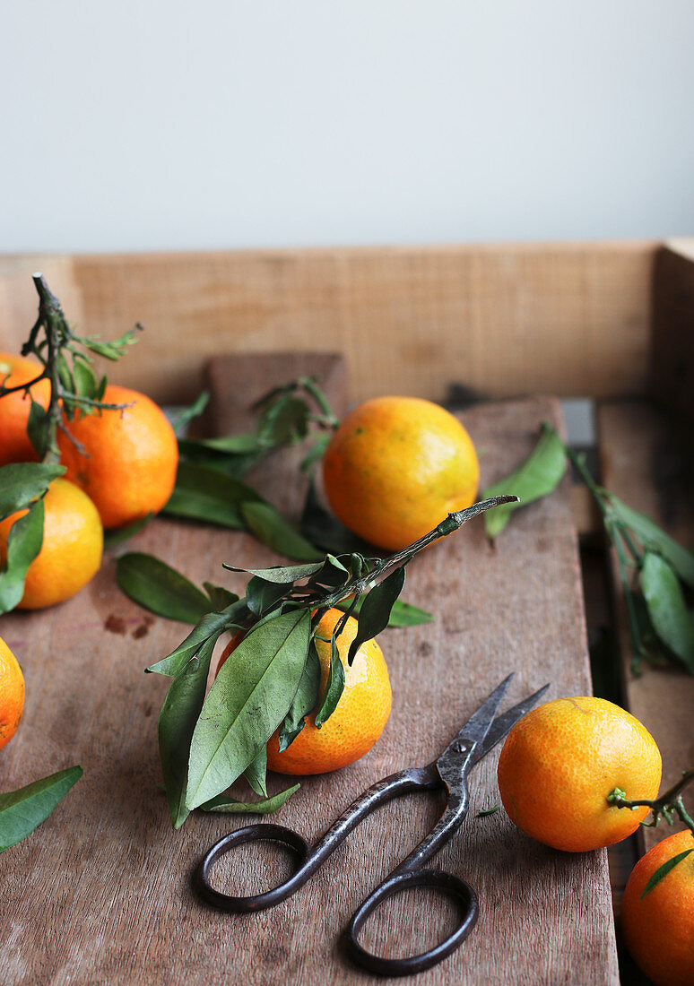 Old shears lying on wooden surface near ripe tangerines with leaves