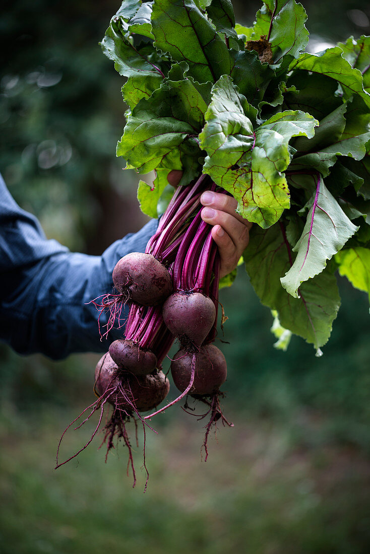 Man holding freshly picked beetroot (Beta vulgaris)