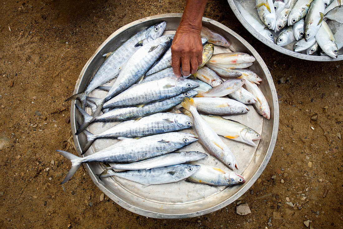 Frische Fische in Schale auf Markt in Sichon, Thailand