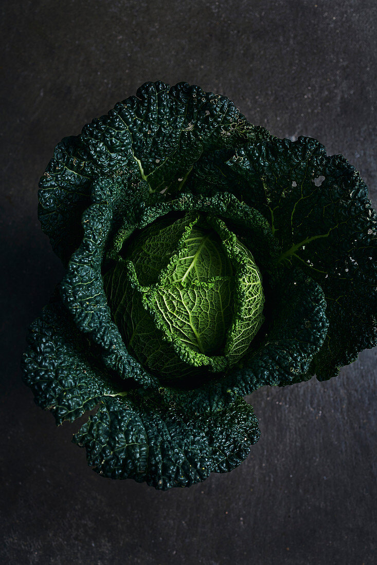 Freshly harvest savoy cabbage
