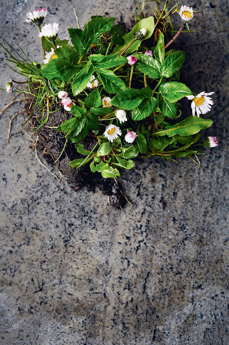 Frisch geernteter Giersch mit Gänseblümchen