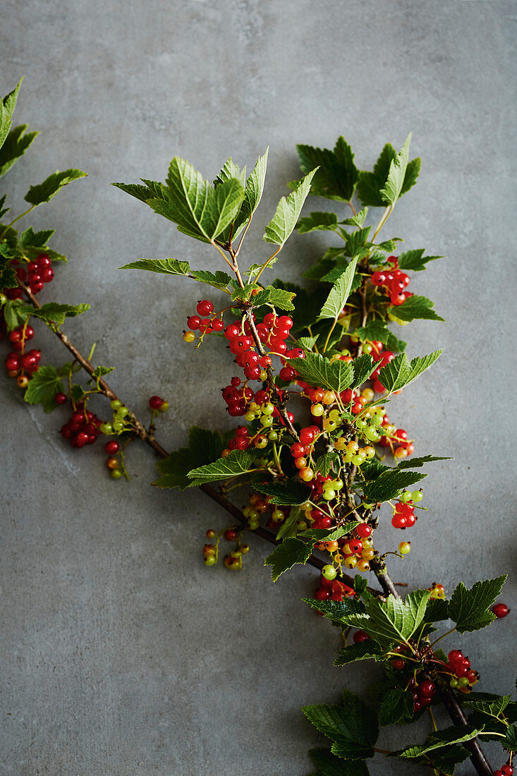 Freshly harvested redcurrants on a sprig
