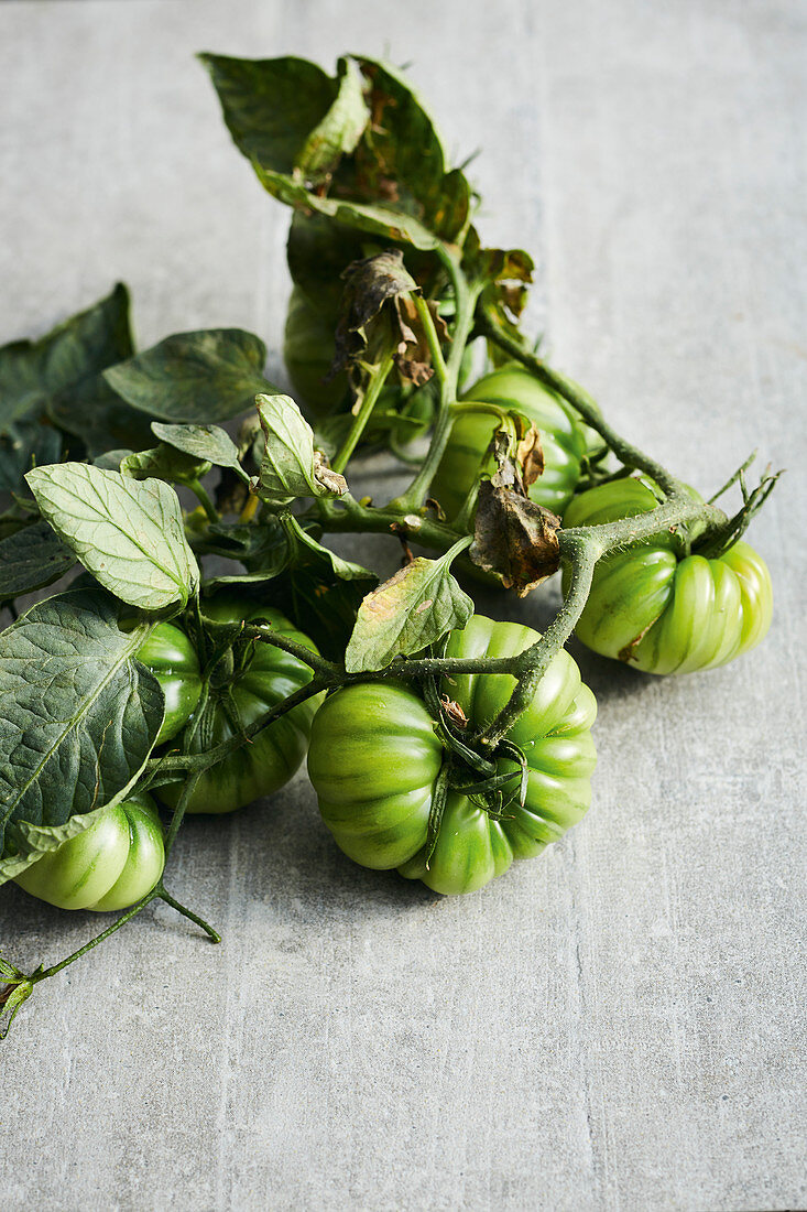 Frisch geerntete grüne Tomaten