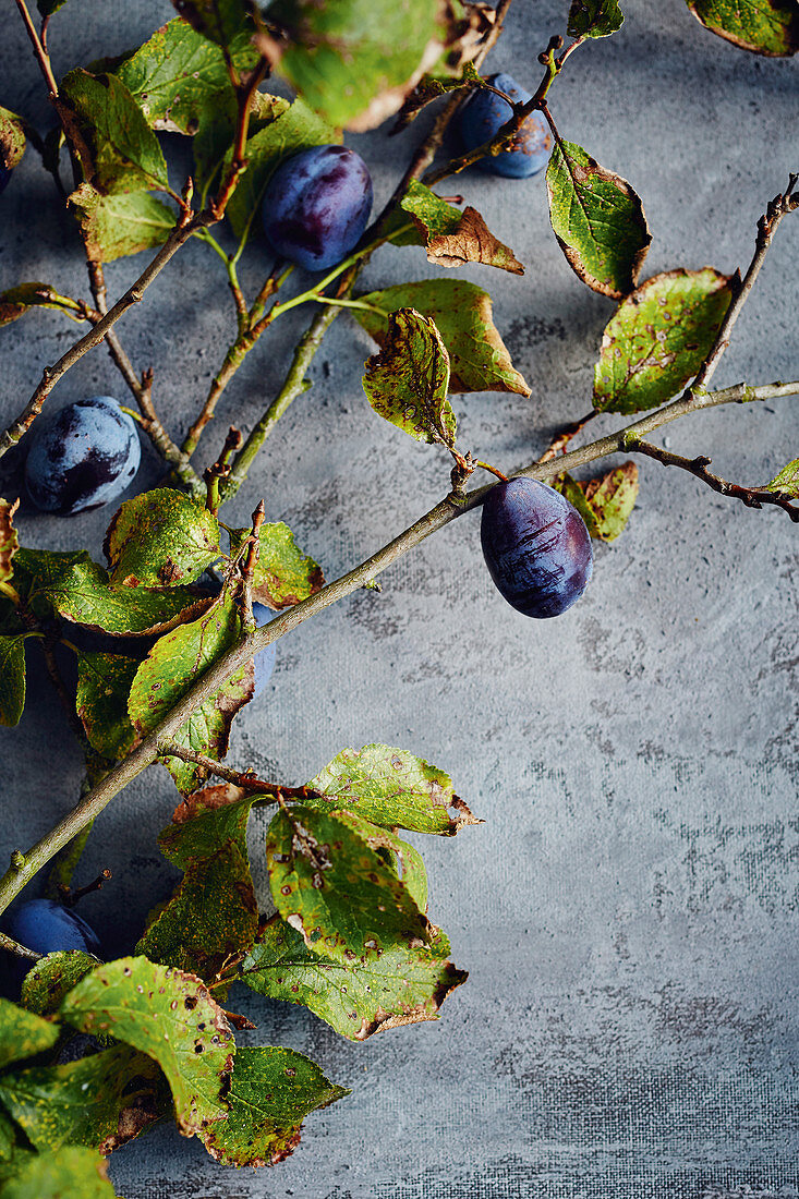 Plums on the branch