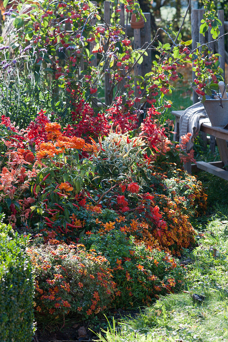 Flower bed with summer flowers, chilli and ornamental apple