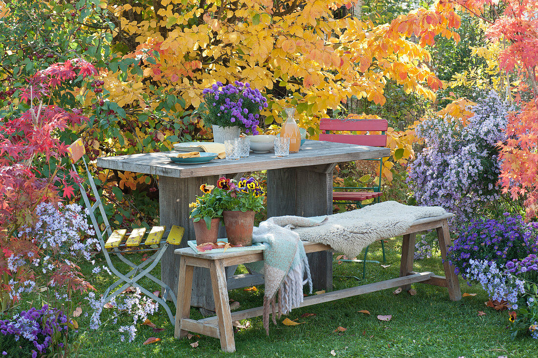Seating area in the autumn garden between ironwood tree, maple and asters