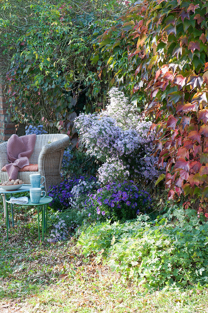 Schattiger Sitzplatz mit Korbsessel und Herbstastern
