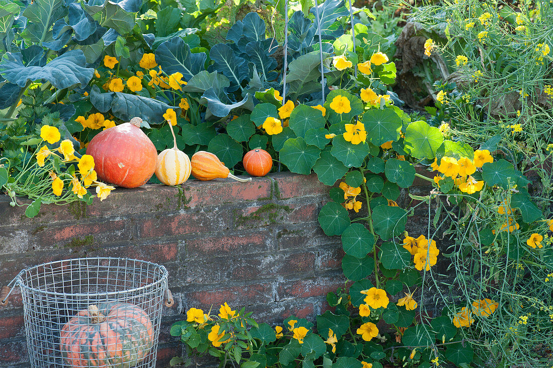 Broccoli and nasturtium in the raised bed